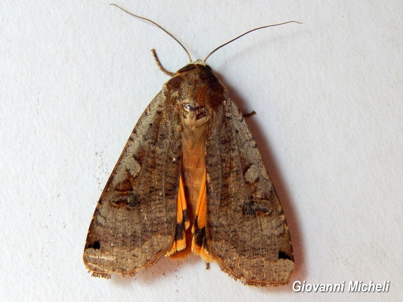 Noctuidae da ID - Noctua pronuba